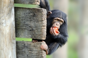 chimpansee (pan troglodytes) 10-2023 9028